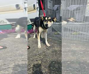 Mutt Dogs for adoption in Calgary, Alberta, Canada