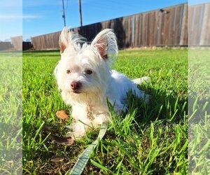 Havamalt Dogs for adoption in Chico, CA, USA