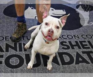 Mutt Dogs for adoption in Decatur, IL, USA