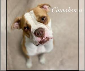 Bulldog Dogs for adoption in Sanford, FL, USA