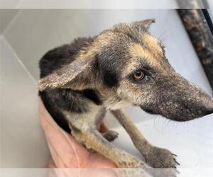 German Shepherd Dog Dogs for adoption in Houston, TX, USA