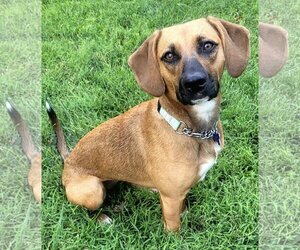 Bogle Dogs for adoption in Batavia, OH, USA
