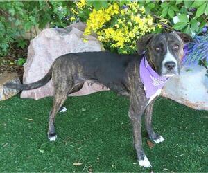 Mutt Dogs for adoption in Oklahoma City, OK, USA