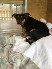 Miniature Pinscher Dogs for adoption in Freeport, FL, USA