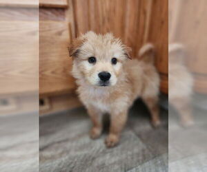Chow Chow-Unknown Mix Dogs for adoption in New London, WI, USA
