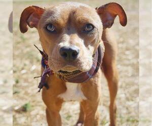 American Staffordshire Terrier-Unknown Mix Dogs for adoption in San Antonio, TX, USA