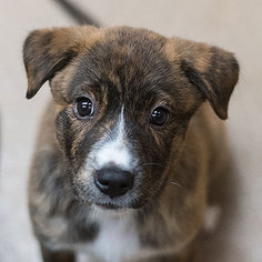 Mountain Cur Dogs for adoption in Kanab, UT, USA