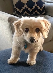 Shih-Poo Dogs for adoption in Boise, ID, USA