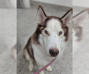 Siberian Husky Dogs for adoption in Vaughan, Ontario, Canada
