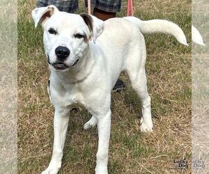 Labrador Retriever-Retriever  Mix Dogs for adoption in Washington, DC, USA