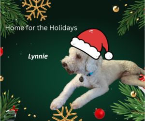 Bichon Frise-Unknown Mix Dogs for adoption in Rootstown, OH, USA