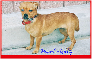 Dachshund Dogs for adoption in Griffin, GA, USA