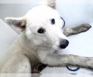 Siberian Husky-Unknown Mix Dogs for adoption in Houston, TX, USA