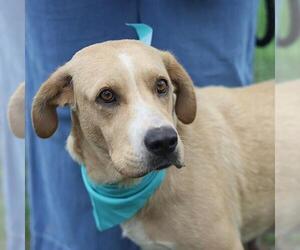 Labrador Retriever-Unknown Mix Dogs for adoption in San Antonio, TX, USA