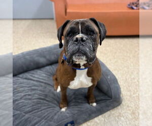 Boxer Dogs for adoption in Boston, MA, USA