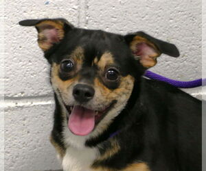 Medium Photo #1 Chihuahua-Unknown Mix Puppy For Sale in Pittsburgh, PA, USA