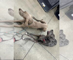 Great Dane Dogs for adoption in Bullard, TX, USA