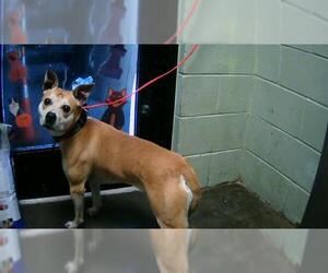 American Pit Bull Terrier Dogs for adoption in Tulsa, OK, USA