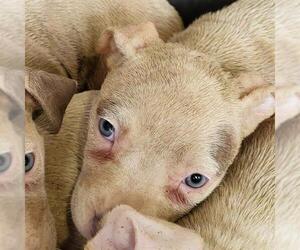 American Staffordshire Terrier-Unknown Mix Dogs for adoption in San Antonio, TX, USA
