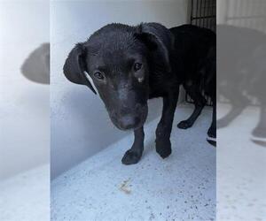 Labrador Retriever Dogs for adoption in Houston, TX, USA