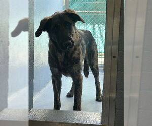 German Shepherd Dog-Unknown Mix Dogs for adoption in Downey, CA, USA