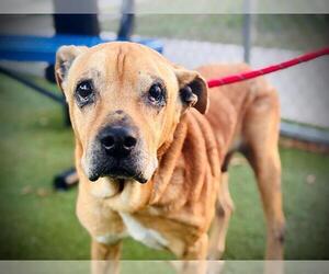 Boxer-Chinese Shar-Pei Mix Dogs for adoption in Orlando, FL, USA