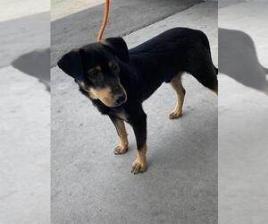 Doberman Pinscher Dogs for adoption in Bakersfield, CA, USA