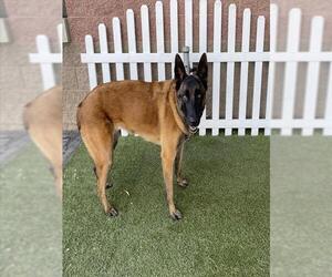 German Shepherd Dog-Unknown Mix Dogs for adoption in Modesto, CA, USA