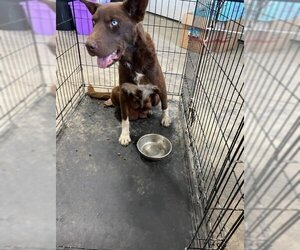 Australian Kelpie-Unknown Mix Dogs for adoption in Calgary, Alberta, Canada