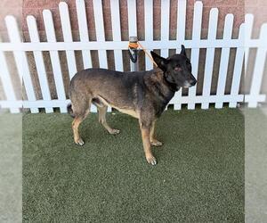 Mutt Dogs for adoption in Modesto, CA, USA