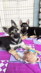German Shepherd Dog Dogs for adoption in Dana Point, CA, USA