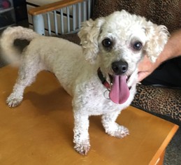 Poodle (Toy) Dogs for adoption in Key Largo, FL, USA