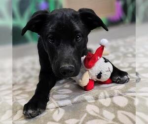 Borador Dogs for adoption in Frisco, CO, USA