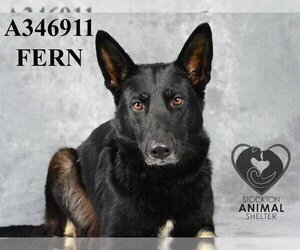 German Shepherd Dog Dogs for adoption in Stockton, CA, USA