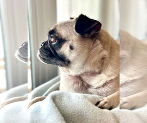 Pug Dogs for adoption in Dumont, NJ, USA
