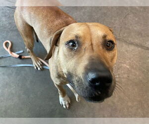 Black Mouth Cur-Unknown Mix Dogs for adoption in Tavares, FL, USA