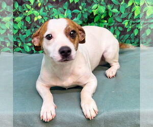 Mutt Dogs for adoption in Wetumpka, AL, USA