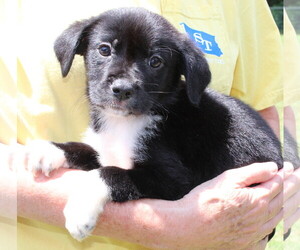 Borador Dogs for adoption in Prattville, AL, USA