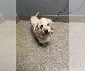 Dachshund-Unknown Mix Dogs for adoption in Las Vegas, NV, USA