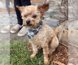 Mutt Dogs for adoption in Warrenton, VA, USA