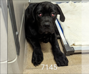 Mastiff-Unknown Mix Dogs for adoption in Princeton, MN, USA