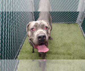 Mutt Dogs for adoption in Downey, CA, USA