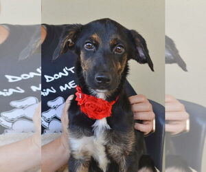 Medium Photo #1 German Shepherd Dog-Unknown Mix Puppy For Sale in McKinney, TX, USA