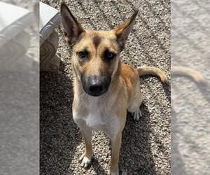 German Shepherd Dog Dogs for adoption in Redlands, CA, USA