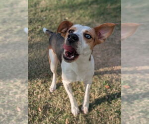 Labbe Dogs for adoption in Texas City, TX, USA