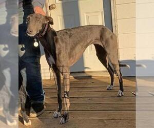 Greyhound Dogs for adoption in Minneapolis, MN, USA