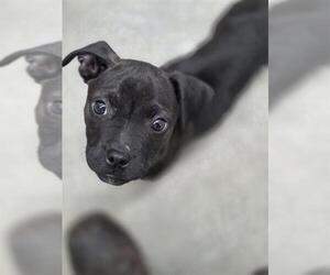 Labrador Retriever-Unknown Mix Dogs for adoption in Temple, TX, USA
