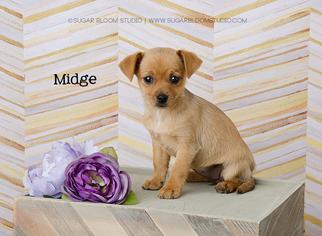 Chiweenie Dogs for adoption in Littleton, CO, USA