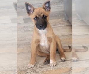 Chihuahua-Unknown Mix Dogs for adoption in MIDWAY, UT, USA