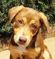 Labrottie Dogs for adoption in Albuquerque, NM, USA